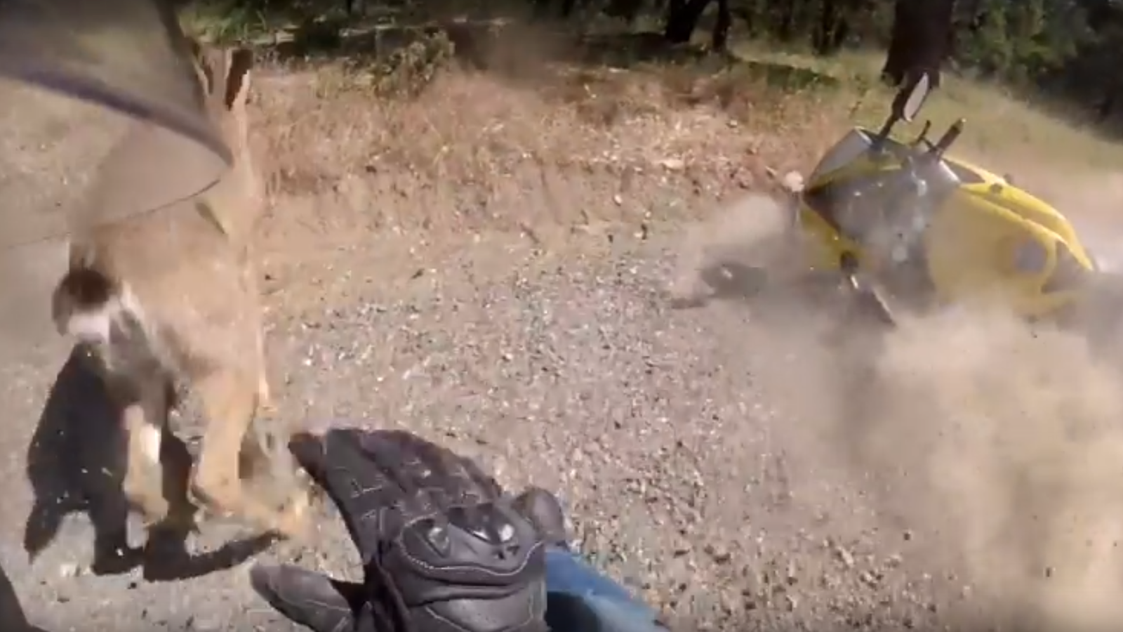 Oh deer! Motorcyclist caught up in canine collision